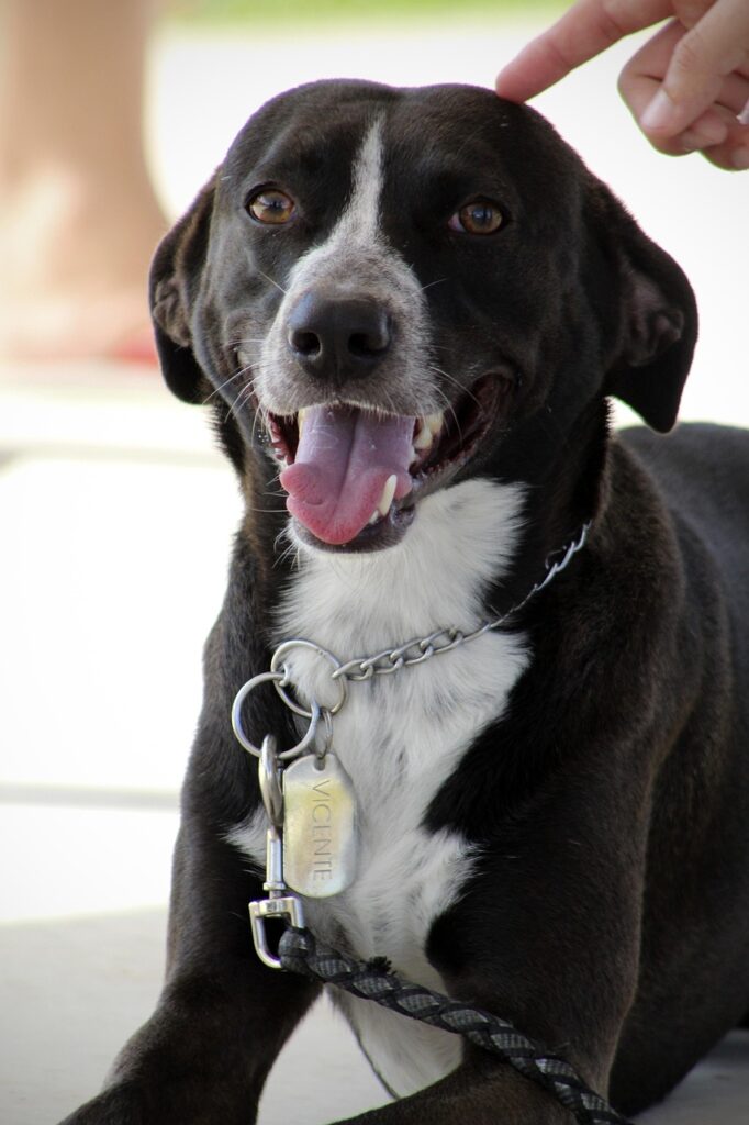 happy dog, smile, smiling dog, nature, smiling, dog, pet, adorable, doggy, perro, sonrisa, looking, domestic, animal, dog commands, dog training
