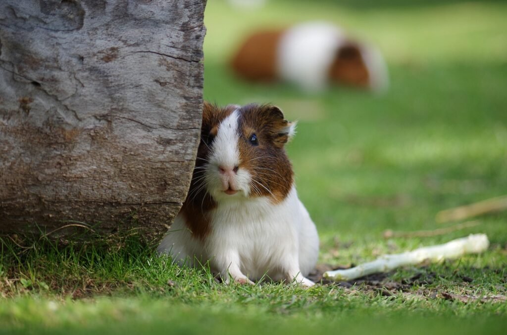 guinea pig, the animal, hamster, hair, rodent, guinea pig, guinea pig, hamster, hamster, hamster, hamster, hamster