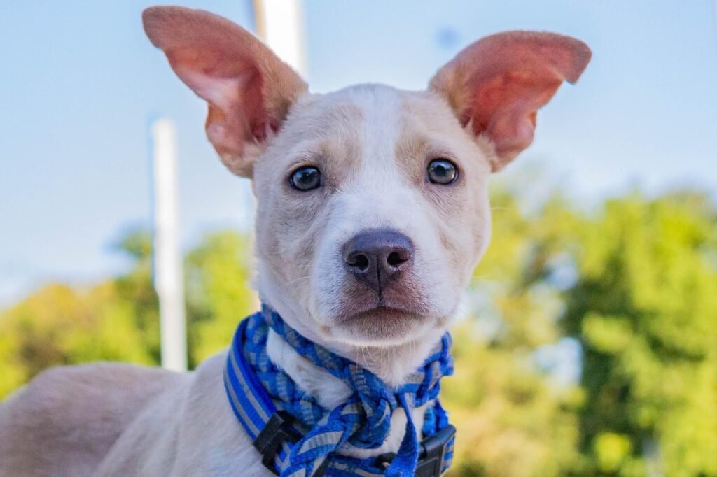 dog, puppy, perro, canine, adorable, animal, doggy, pet, funny