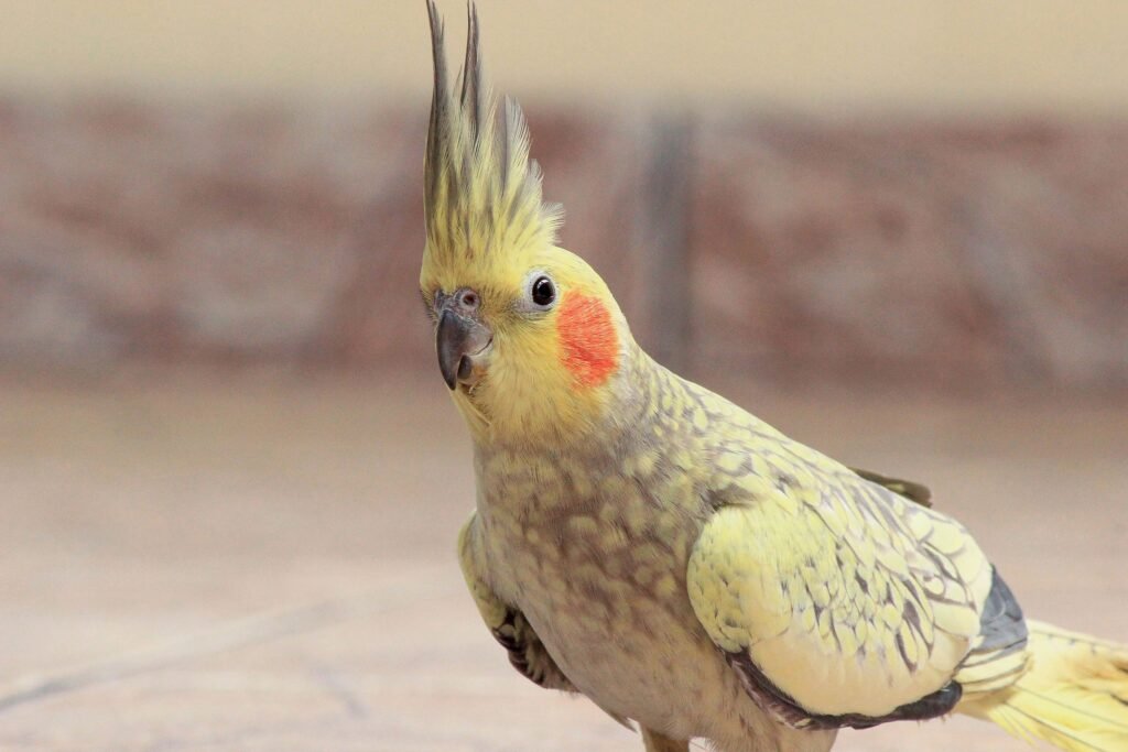 Close-up of a vibrant cockatiel with distinct crest and bright orange cheek patch shining in natural light outdoors.