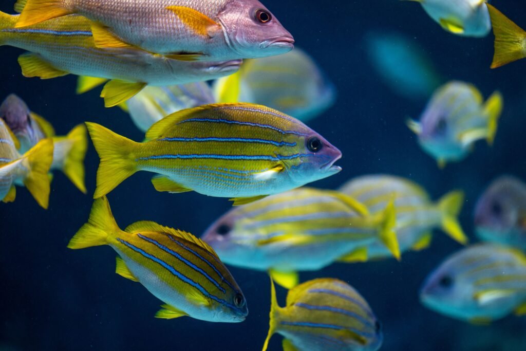 A vibrant and colorful school of tropical fish swimming gracefully underwater.