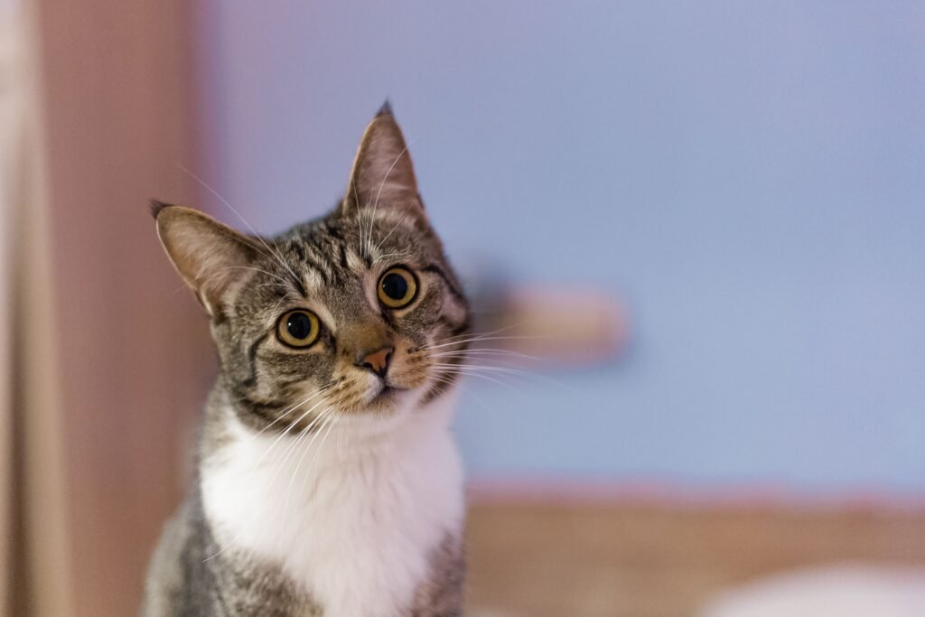 Adorable tabby cat with curious eyes, perfect for pet enthusiasts.